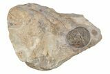 Two Edrioasteroid Fossils - Shell Rock Formation, Iowa #218177-1